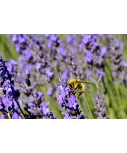 Hady Khandani, BEE AND LAVENDER - OLYMPIC PENINSULA - USA 4