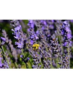 Hady Khandani, BEE AND LAVENDER - OLYMPIC PENINSULA - USA 5