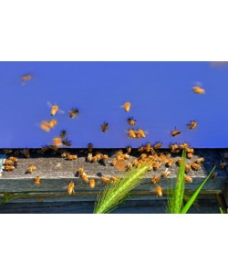 Hady Khandani, BEE HIVE