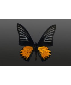 Hady Khandani, BUTTERFLY BLACK ORANGE - PREPARED