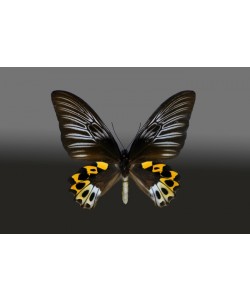 Hady Khandani, BUTTERFLY BLACK YELLOW - PREPARED