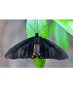 Hady Khandani, BUTTERFLY - BLACK