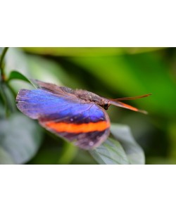Hady Khandani, BUTTERFLY - BLUE 1