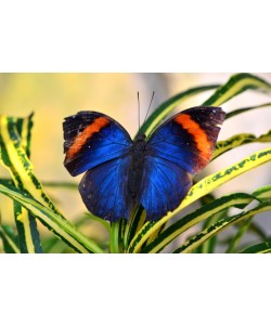 Hady Khandani, BUTTERFLY - BLUE 2