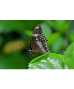 Hady Khandani, BUTTERFLY - BLUE BLACK 1