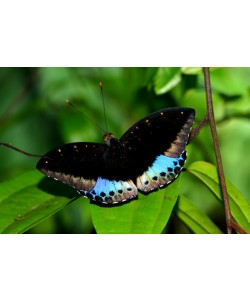Hady Khandani, BUTTERFLY - BLUE BLACK 2