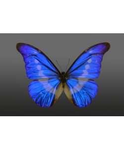 Hady Khandani, BUTTERFLY BLUE - PREPARED 1