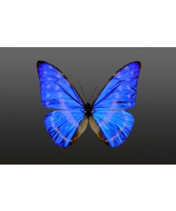 Hady Khandani, BUTTERFLY BLUE - PREPARED 2