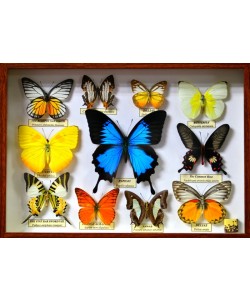 Hady Khandani, BUTTERFLY DISPLAY