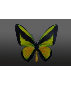 Hady Khandani, BUTTERFLY GREEN - PREPARED 1