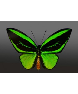 Hady Khandani, BUTTERFLY GREEN - PREPARED 2