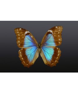 Hady Khandani, BUTTERFLY LIGHT BLUE BROWN - PREPARED