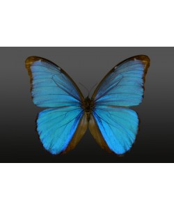 Hady Khandani, BUTTERFLY LIGHT BLUE - PREPARED 1