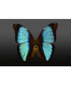 Hady Khandani, BUTTERFLY LIGHT BLUE - PREPARED 2