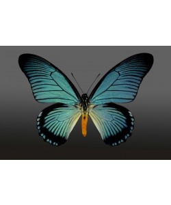 Hady Khandani, BUTTERFLY LIGHT BLUE - PREPARED 3