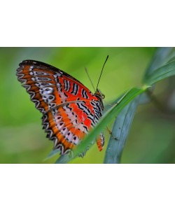 Hady Khandani, BUTTERFLY - ORANGE 1