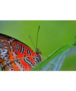 Hady Khandani, BUTTERFLY - ORANGE 2