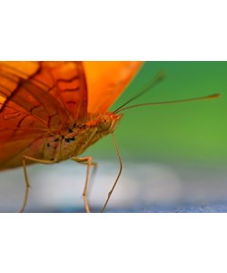 Hady Khandani, BUTTERFLY - ORANGE 3