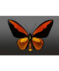 Hady Khandani, BUTTERFLY ORANGE - PREPARED