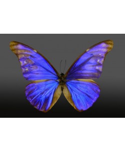Hady Khandani, BUTTERFLY PURPLE BLUE - PREPARED