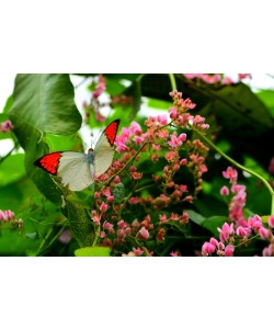 Hady Khandani, BUTTERFLY - WHITE PRANGE