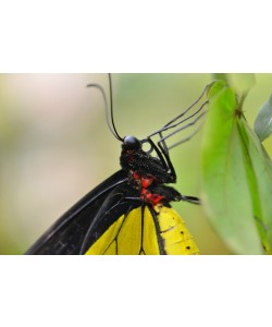 Hady Khandani, BUTTERFLY - YELLOW 1