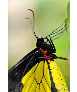 Hady Khandani, BUTTERFLY - YELLOW 2