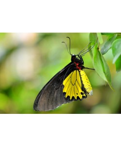 Hady Khandani, BUTTERFLY - YELLOW 3