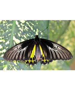 Hady Khandani, BUTTERFLY - YELLOW 5