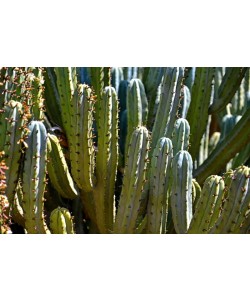 Hady Khandani, CACTUS 1