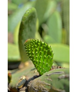 Hady Khandani, CACTUS OFFSPRING