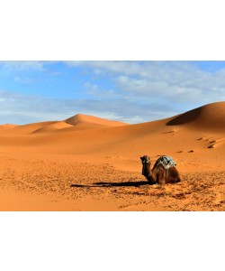 Hady Khandani, CAMEL IN SAHARA DESERT - MOROCCO 1