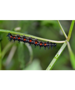 Hady Khandani, CATERPILLAR - BLUE BLACK ORANGE 1
