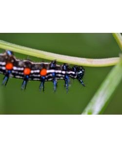 Hady Khandani, CATERPILLAR - BLUE BLACK ORANGE 2