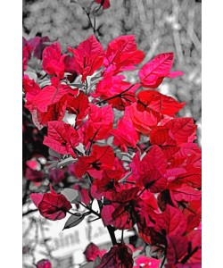 Hady Khandani, COLORSPOT - RED LEAVES