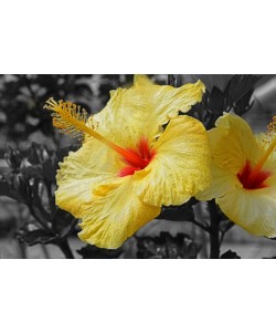 Hady Khandani, COLORSPOT - YELLOW HIBISCUS