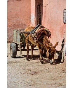 Hady Khandani, DONKEY CART - MARRAKECH - MOROCCO