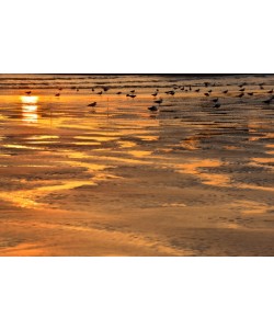 Hady Khandani, DOVES AT SUNSET BEACH