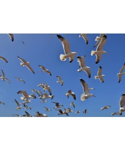 Hady Khandani, DOVES