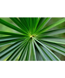 Hady Khandani, FAN PALM