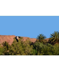 Hady Khandani, FLYING STORK - MOROCCO 2