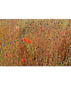 Hady Khandani, GRASSES AND POPPIES