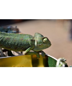 Hady Khandani, GREEN CHAMELEON 1