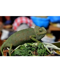 Hady Khandani, GREEN CHAMELEON 2