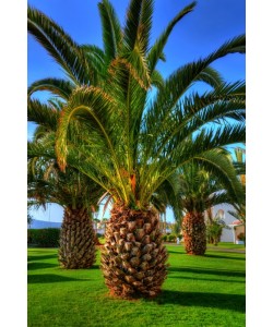 Hady Khandani, HDR - GIANT PINEAPPLE PALM - AGADIR - MOROCCO