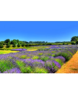 Hady Khandani, HDR - LAVENDER FIELD 2