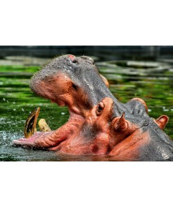 Hady Khandani, HIPPO