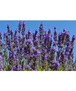 Hady Khandani, LAVENDER 2