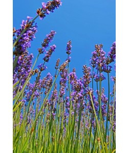 Hady Khandani, LAVENDER 3