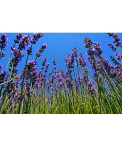 Hady Khandani, LAVENDER 4